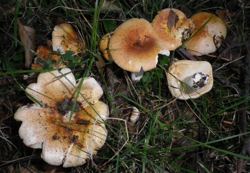 Una mattinata al San Vicino